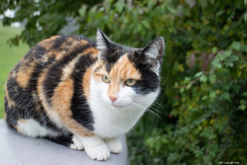 150 namen van Calico-katten:leuke en leuke opties voor je kat