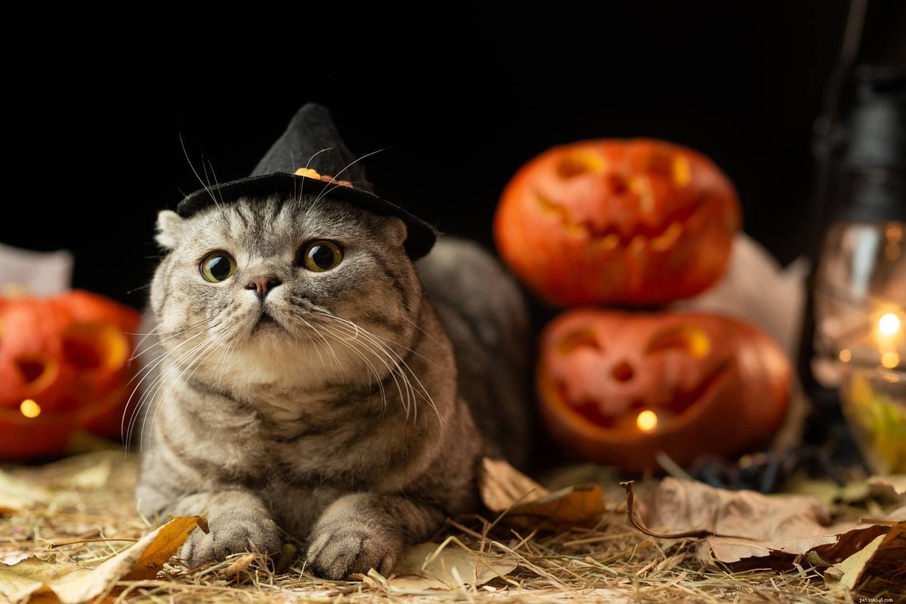 200 nomi di gatti di Halloween:opzioni infestate per il tuo gatto spettrale
