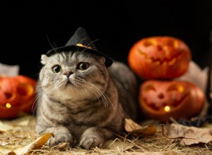 200 nomes de gatos de Halloween:opções assombradas para seu gato assustador