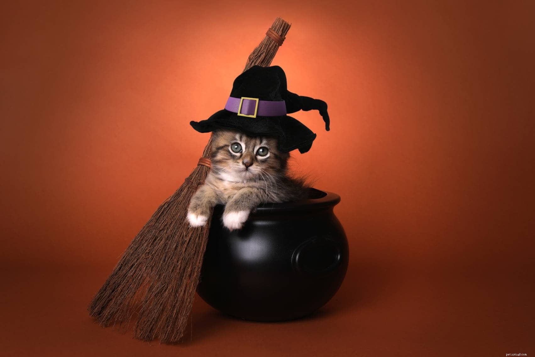 200 nomi di gatti di Halloween:opzioni infestate per il tuo gatto spettrale