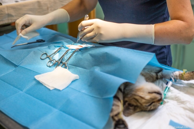 Hur mycket kostar det att sterilisera eller kastrera en katt på PetSmart?