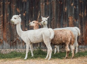 Que sons fazem as alpacas? Como eles se comunicam?