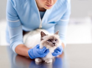 Quanto custam as vacinas para gatos no PetSmart?