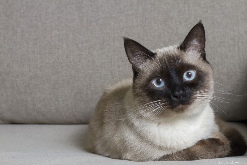 347 noms de chats siamois :options sympas et amusantes pour votre chat