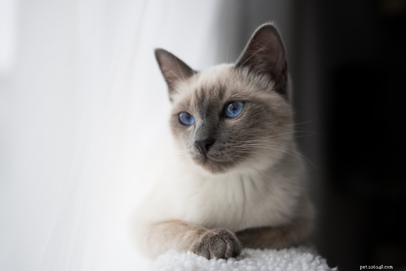347 Siamesiska kattnamn:Coola och roliga alternativ för din katt
