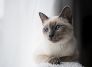 347 nomes de gatos siameses:opções legais e divertidas para seu gato