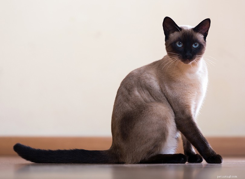 347 Siamese kattennamen:coole en leuke opties voor je kat