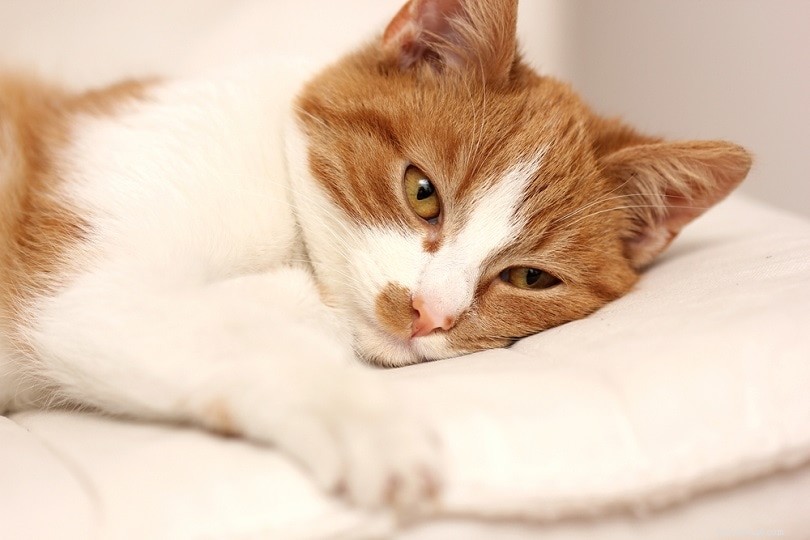 17 tekenen dat uw kat ziek kan zijn (Antwoord dierenarts)