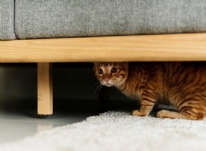 12 dicas para reduzir a ansiedade e o estresse do seu gato (resposta do veterinário)