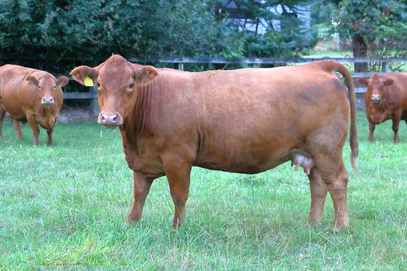 デボン牛の品種 