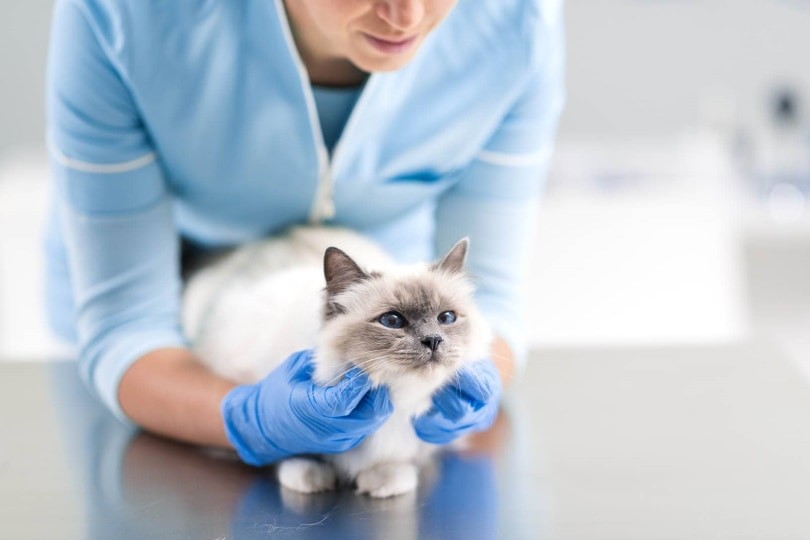 12 dicas para reduzir a ansiedade e o estresse do seu gato (resposta do veterinário)