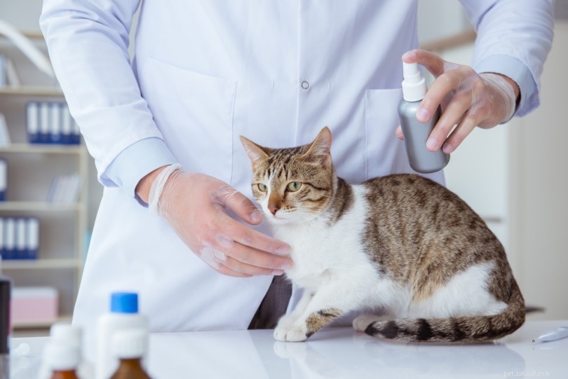 12 tips för att minska din katts ångest och stress (Veterinärens svar)