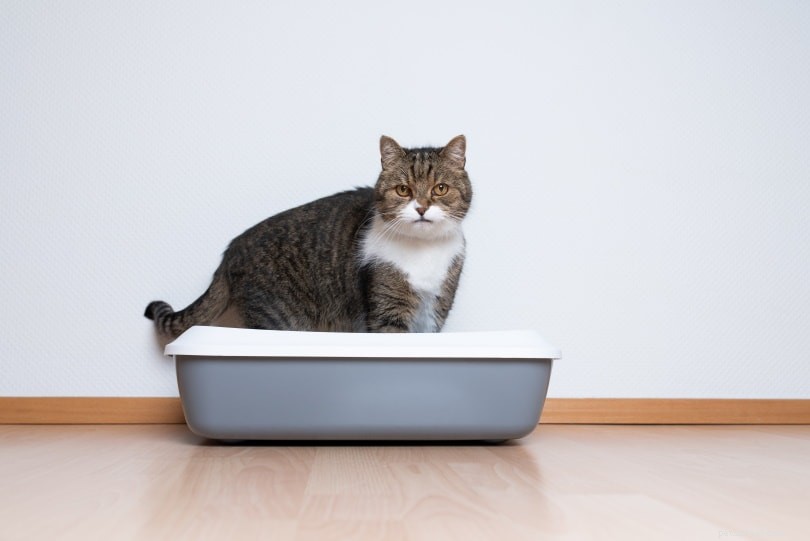6 bewezen manieren om een ​​loopse kat te kalmeren (antwoord van dierenarts)