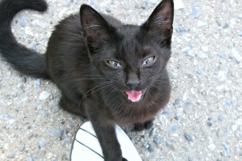 200 svarta kattnamn:mörka och mystiska alternativ för din katt