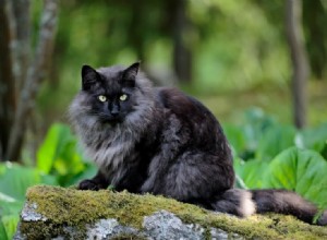 200 jmen černých koček:Temné a tajemné možnosti pro vaši kočku