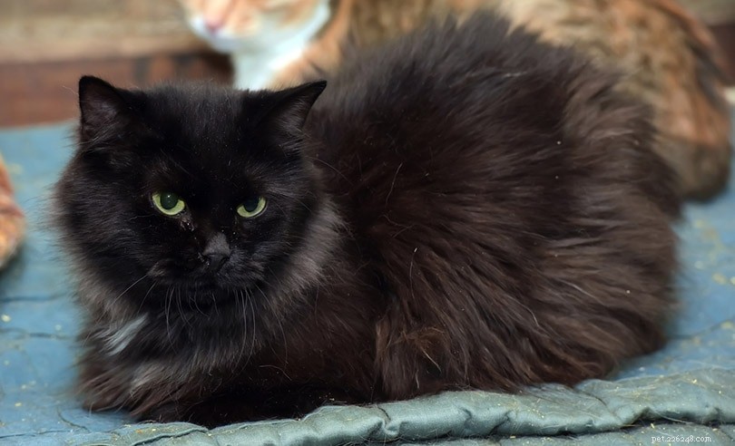 200 noms de chat noir :options sombres et mystérieuses pour votre chat