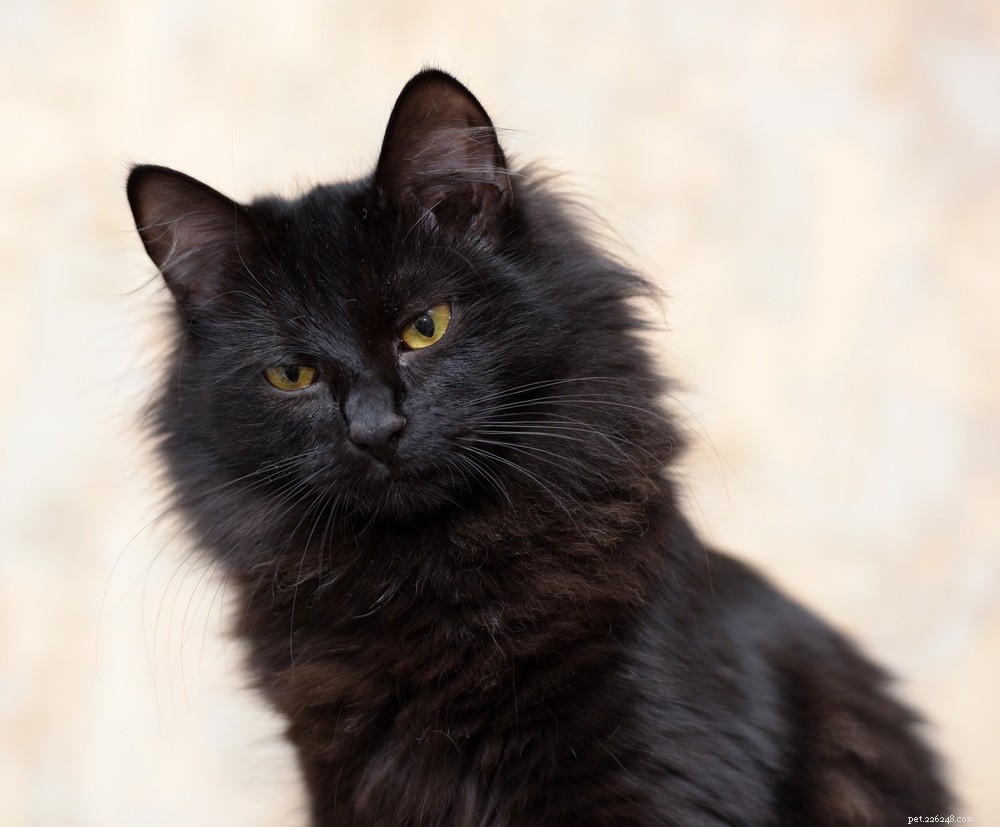 200 jmen černých koček:Temné a tajemné možnosti pro vaši kočku