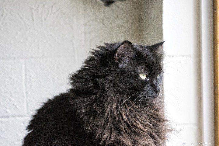 200 nomes de gatos pretos:opções sombrias e misteriosas para seu gato