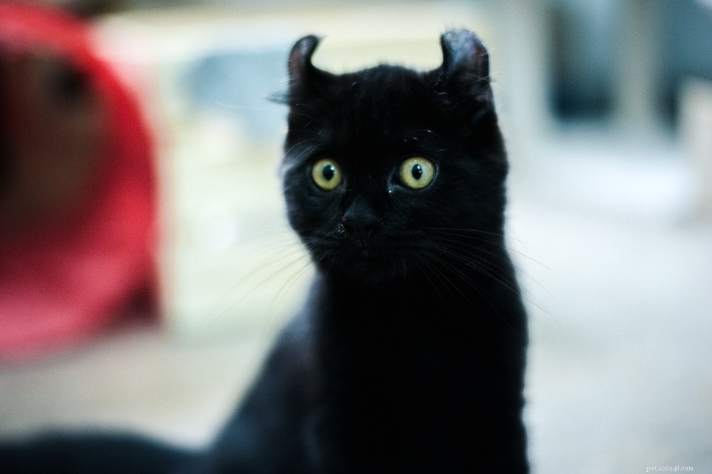 200の黒猫の名前：あなたの猫のための暗くて神秘的なオプション 