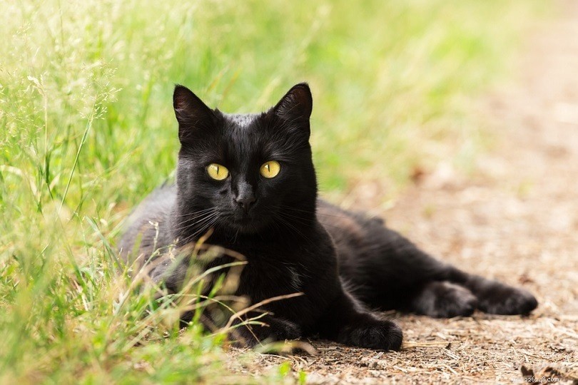 검은 고양이 이름 200개:고양이를 위한 어둡고 신비한 옵션