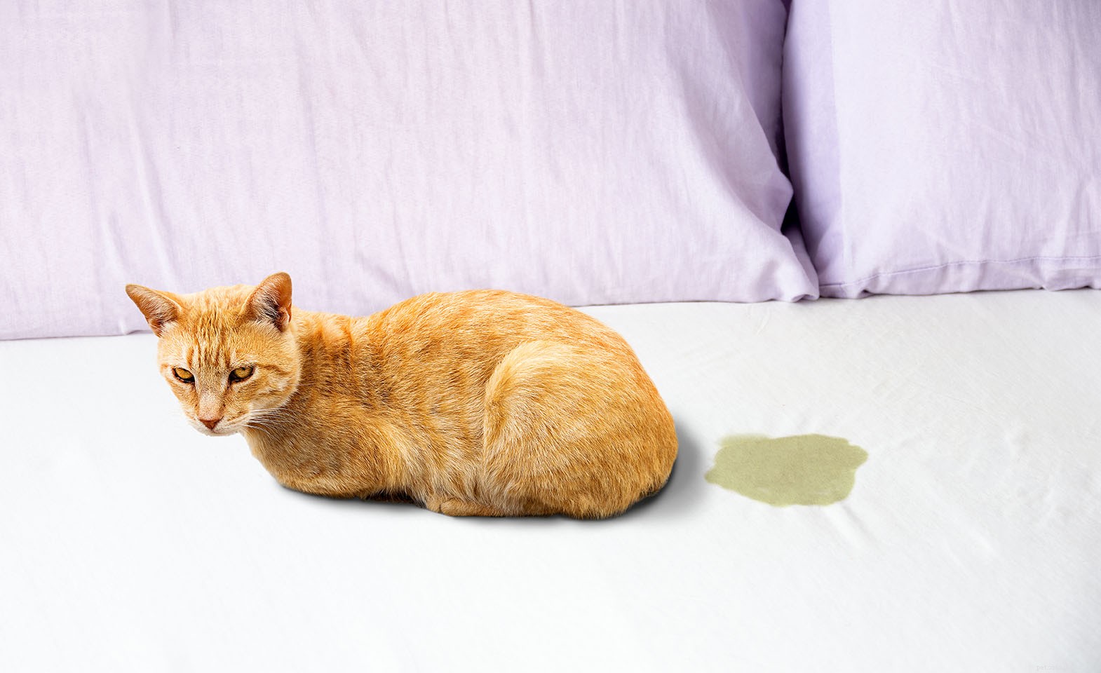 Hur får man bort lukt och fläckar av katturin från läder (6 metoder)
