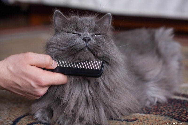 Come togliere la cacca di gatto dal pelo di gatto (per gatti a pelo lungo e corto)