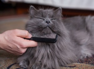 Como tirar cocô de gato do pelo de gato (para gatos de pelo longo e curto)