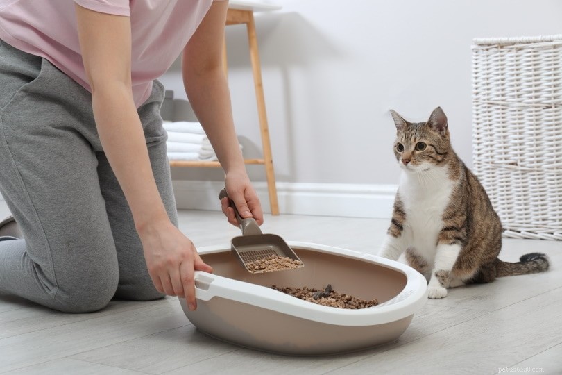 Hur får man bort kattbajs ur kattpäls (för lång- och korthåriga katter)
