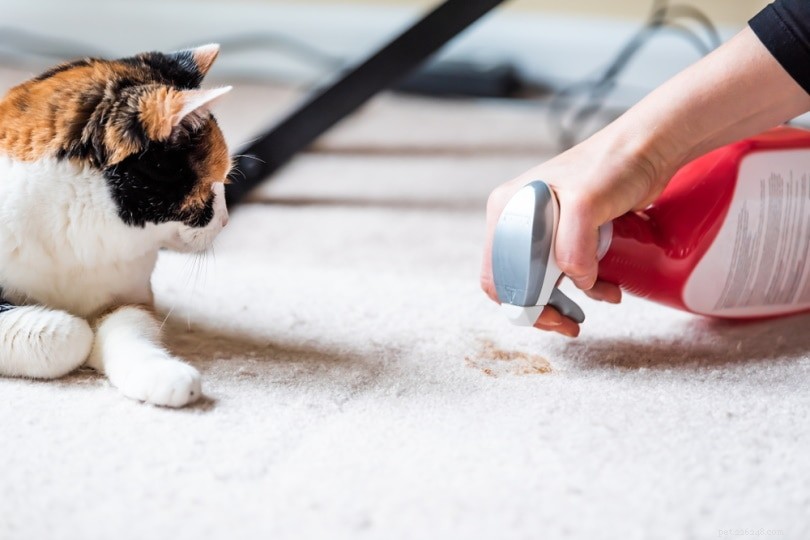 Hoe krijg je kattenkakvlekken en -geuren uit tapijt?