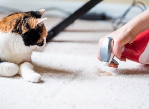 고양이 똥 얼룩을 없애고 카펫에서 냄새를 맡는 방법은 무엇입니까?