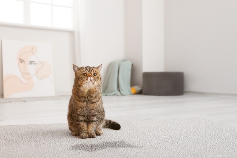 고양이 소변 냄새와 카펫 얼룩을 제거하는 방법은 무엇입니까? 알아야 할 사항!