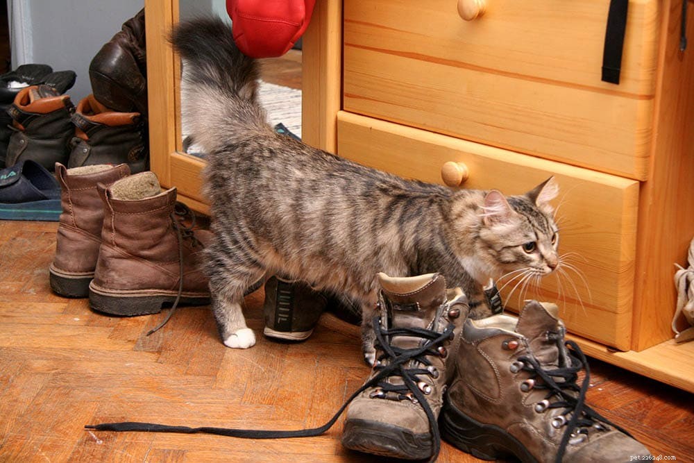 猫の尿の臭いや汚れを靴から取り除く方法（写真付き） 