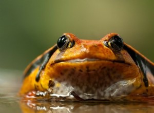 16 nejlepších žab pro začátečníky (s obrázky)