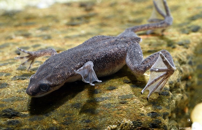 16 meilleures grenouilles de compagnie pour débutants (avec photos)