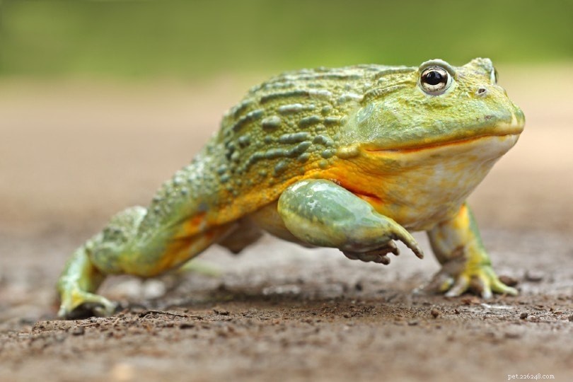 16 nejlepších žab pro začátečníky (s obrázky)