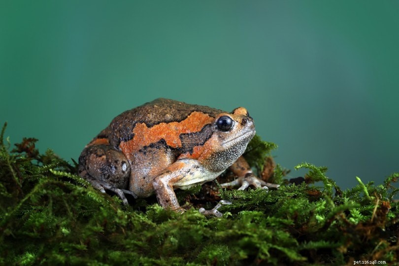 초보자를 위한 최고의 애완용 개구리 16개(그림 포함)