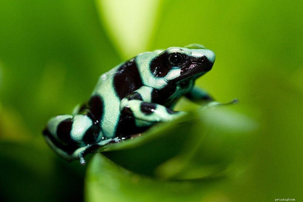 16 meilleures grenouilles de compagnie pour débutants (avec photos)