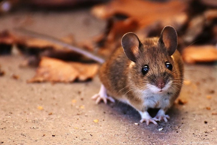 8 pequenos roedores que são ótimos animais de estimação (com fotos)