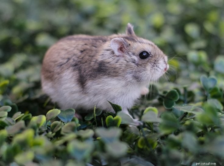 8 pequenos roedores que são ótimos animais de estimação (com fotos)