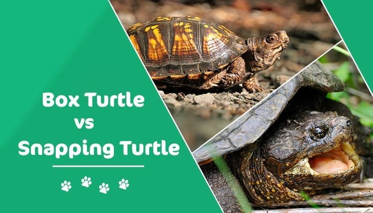 Snapping Turtle versus Box Turtle:wat is het verschil? (Met afbeeldingen)