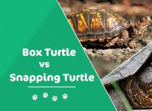 Tartaruga de encaixe vs. Tartaruga de caixa:qual é a diferença? (Com fotos)