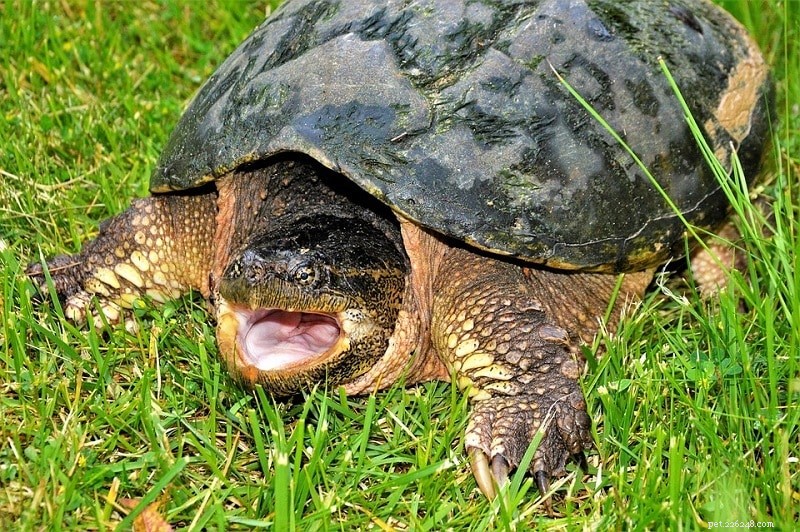 Tartaruga azzannatrice contro tartaruga scatola:qual è la differenza? (Con immagini)