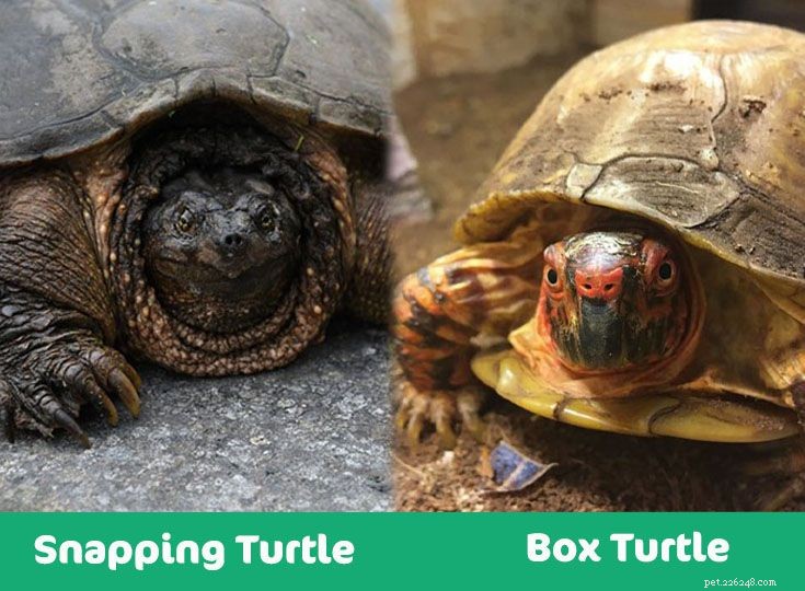Tartaruga de encaixe vs. Tartaruga de caixa:qual é a diferença? (Com fotos)