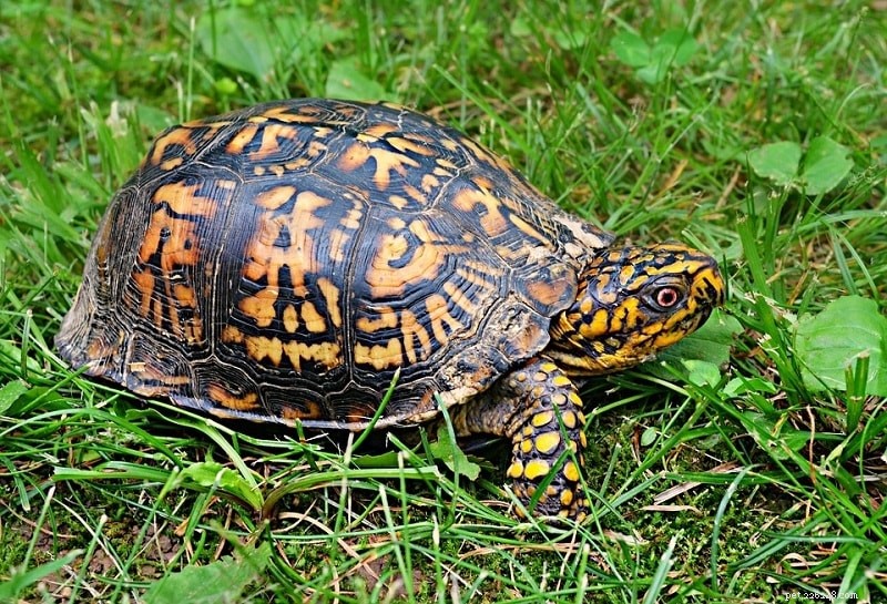 거북이 대 상자 거북:차이점은 무엇입니까? (사진 포함)