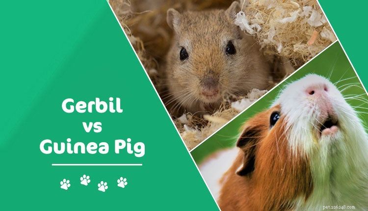 Gerbil vs. marsvin:Vilket husdjur bör du skaffa? (Med bilder)