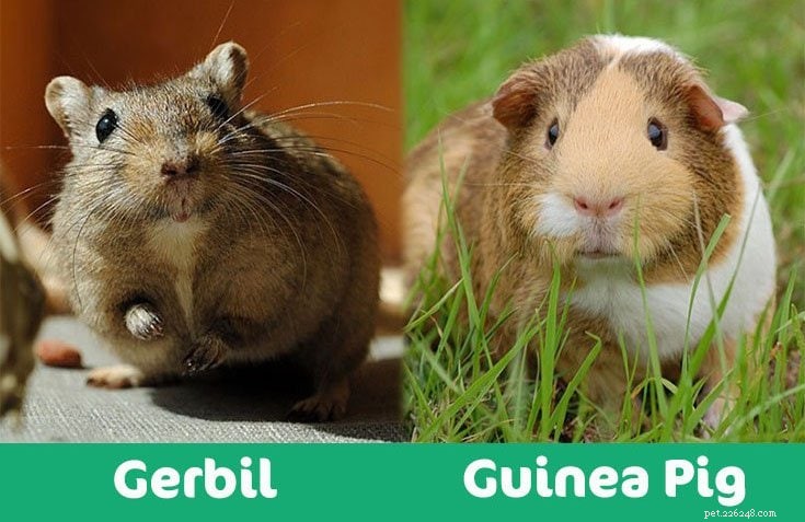 Gerbil vs. Cobaia:Qual animal de estimação você deve ter? (Com fotos)