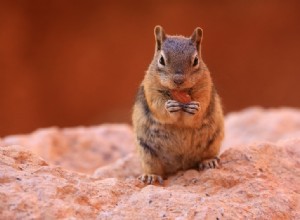 Wat eten eekhoorns in het wild en als huisdier?