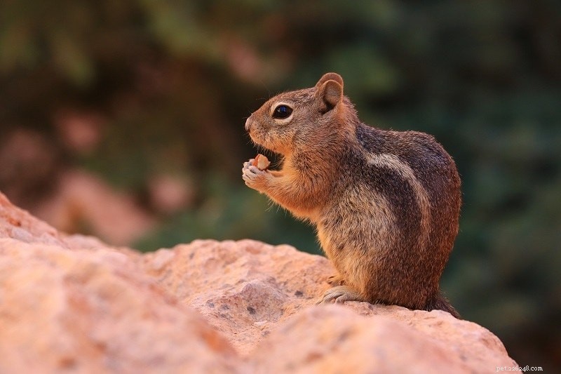 다람쥐는 야생에서 애완동물로 무엇을 먹나요?
