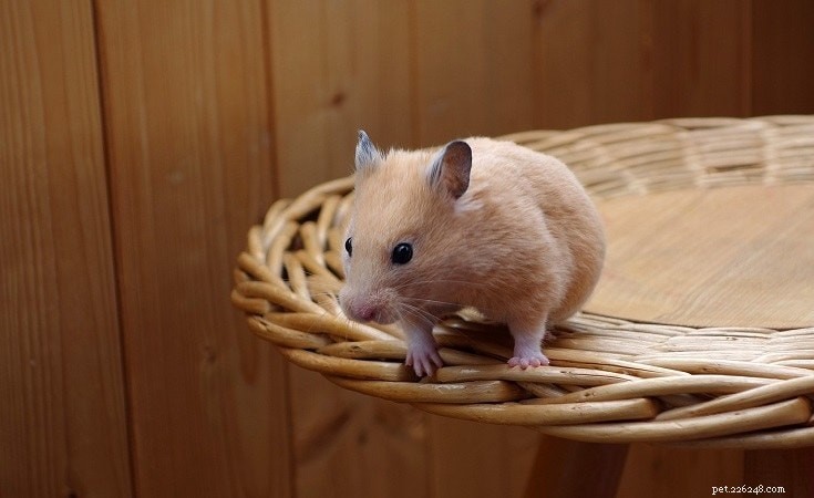 20 hamsterpälsfärger och mönster (med bilder)