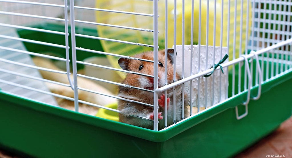 20 hamsterpälsfärger och mönster (med bilder)